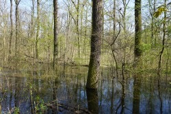 Extensive overbanking due to a restored water regime of the Burgauenbach brook in the Leipzig alluvial forest Photo: Mathias Scholz