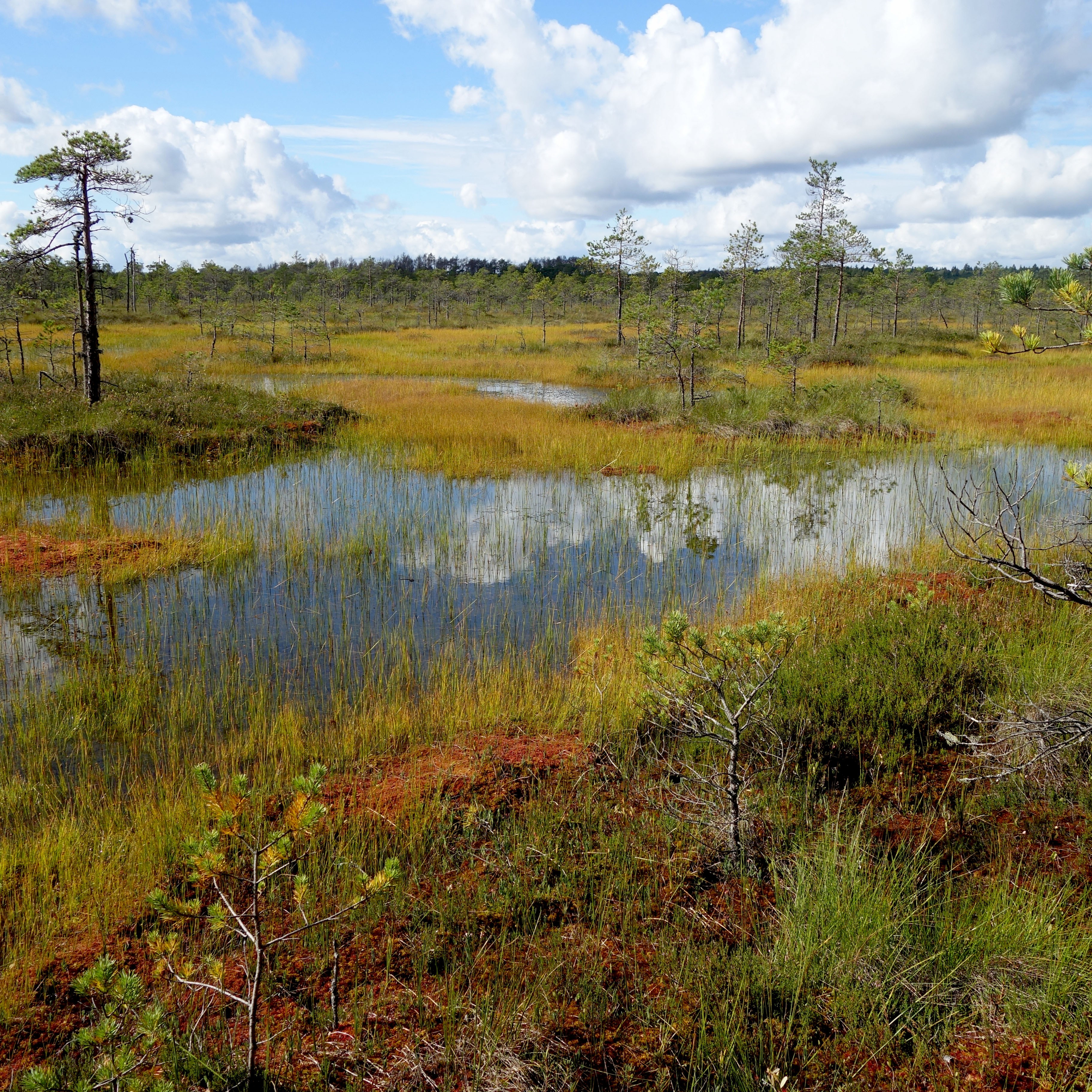 Restoration work in the field