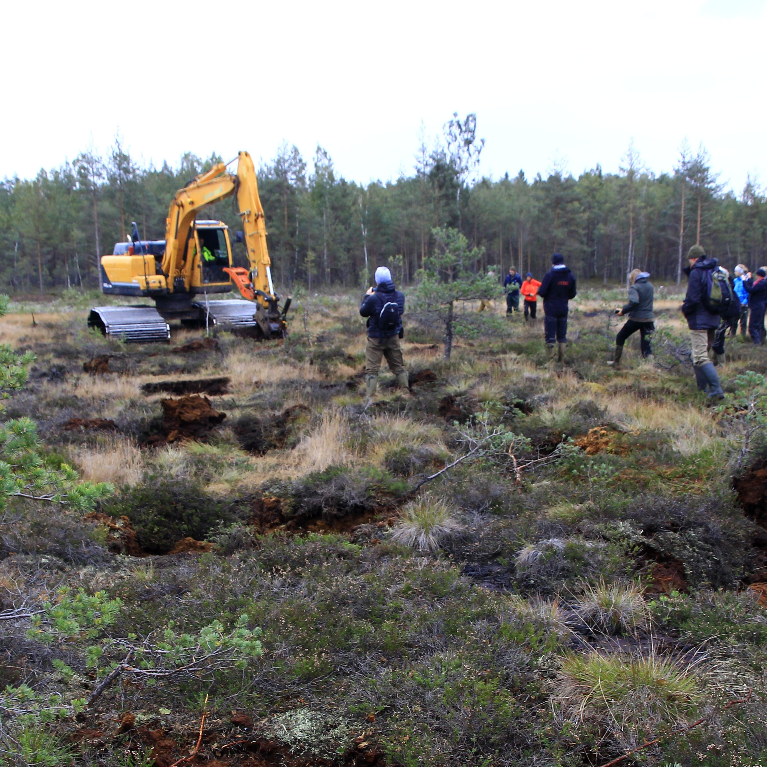 Restored wetland landscape