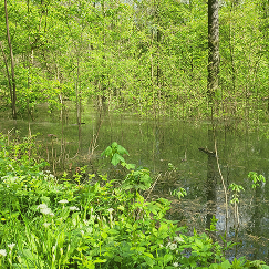 Alam-Pedja Nature Reserve