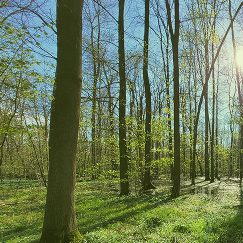 Restoration work in the field