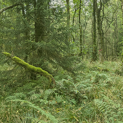 Restoration work in the field