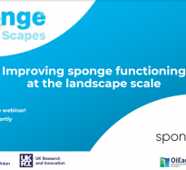 Highlights from SpongeScapes webinar "Introduction to Sponge Measures"
