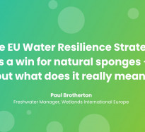 The EU Water Resilience Strategy is a win for natural sponges – but what does it really mean?