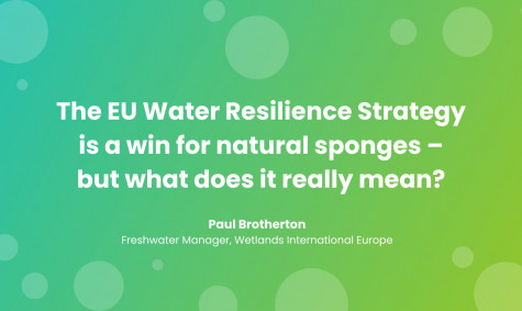 The EU Water Resilience Strategy is a win for natural sponges – but what does it really mean?