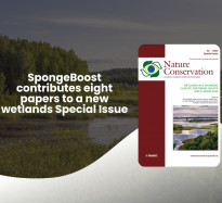 SpongeBoost contributes eight papers to a new wetlands Special Issue