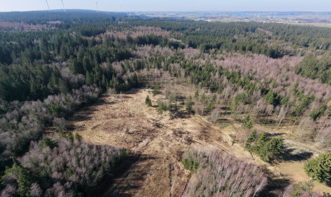 Schneifel, Germany: Restoration implementation underway