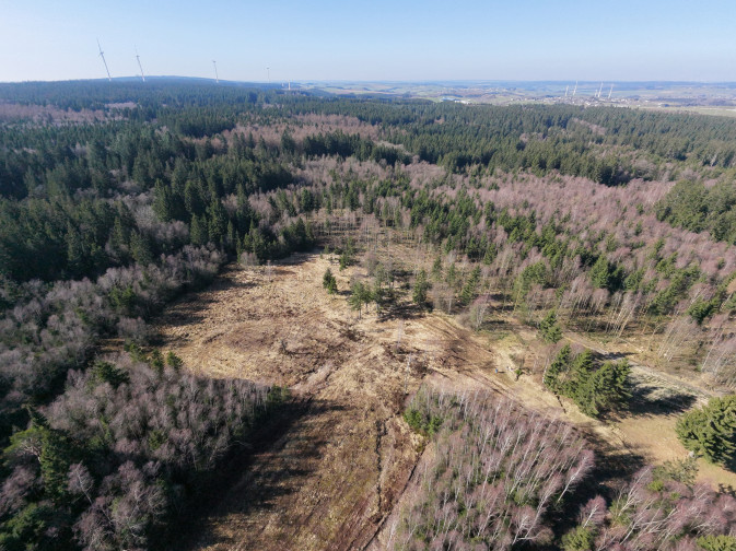 Schneifel, Germany: Restoration implementation underway