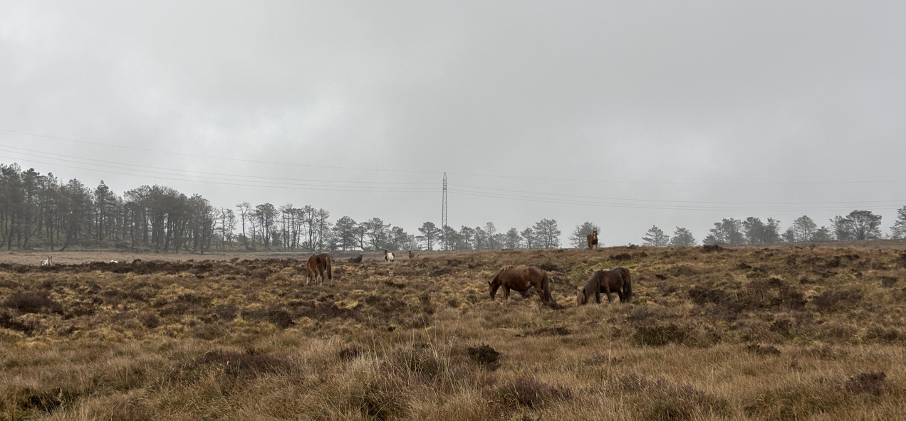 Serra do Xistral Peatlands
