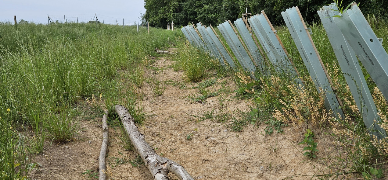 Weiße Elster