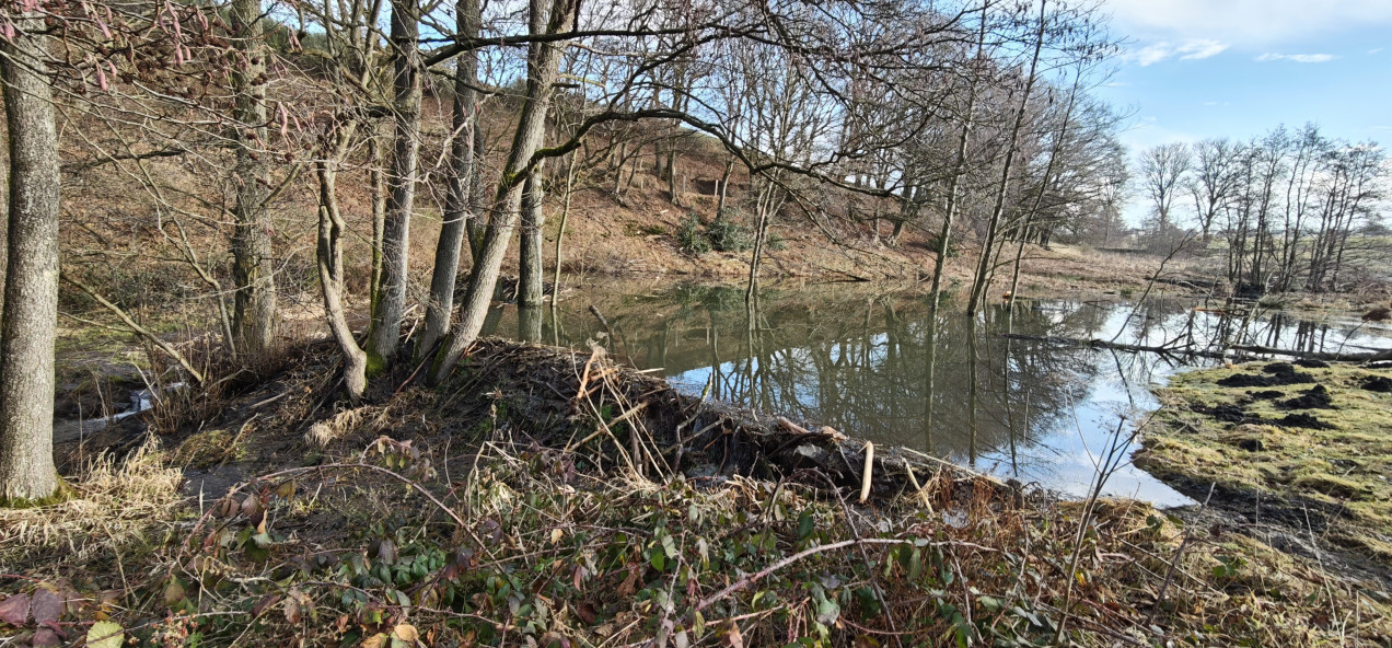 Schneifel