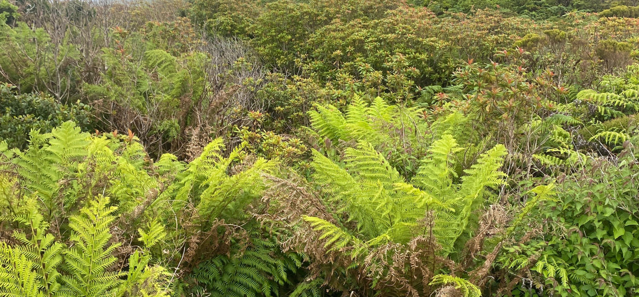 Graminhais Plateau